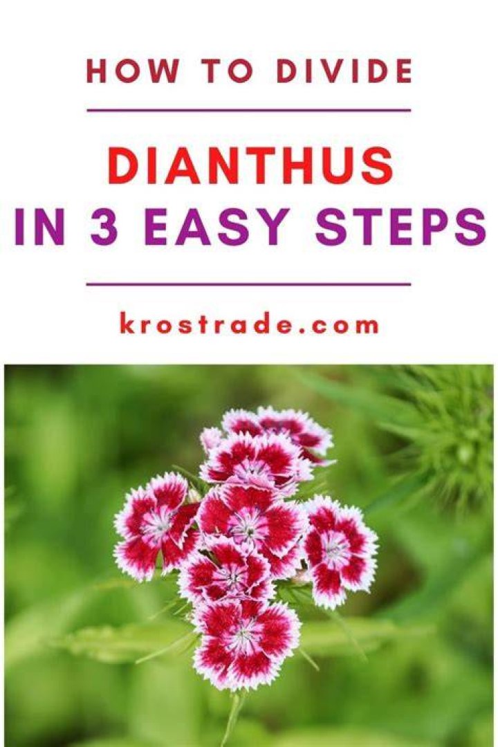 Can you divide dianthus