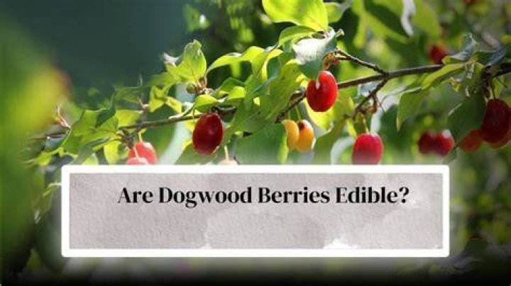 Can you eat dogwood tree berries
