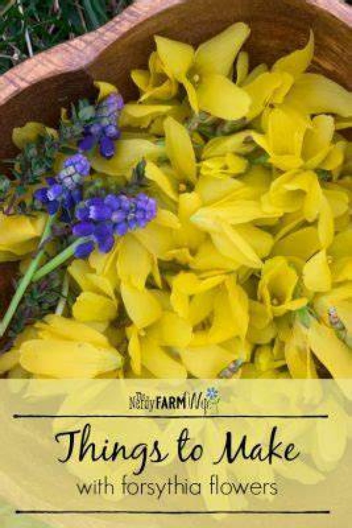 Can you eat forsythia flowers