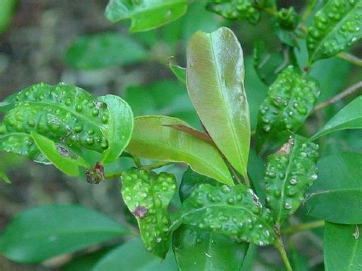Can you eat Lilly Pilly leaves