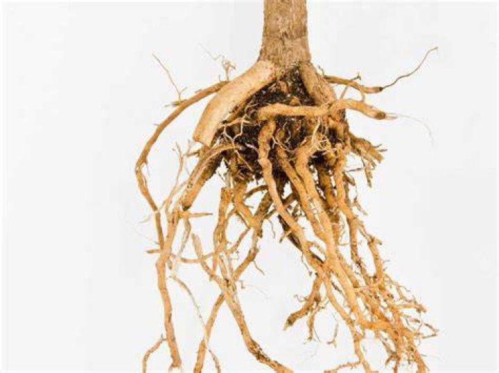 Can you eat moringa root