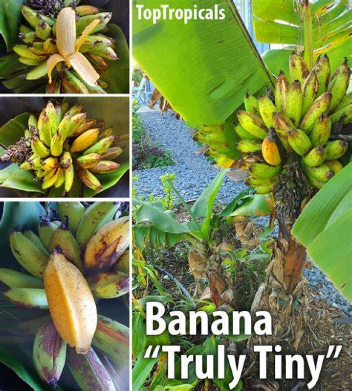Can you eat Musa bananas