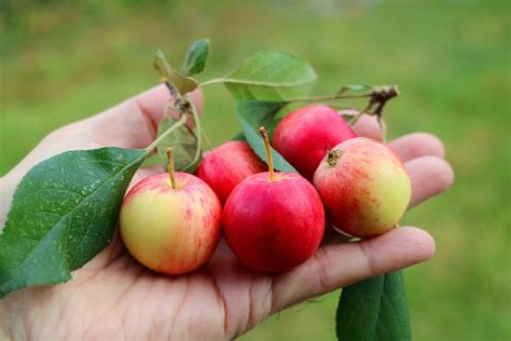 Can you eat tiny crab apples