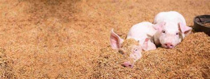 Can you feed all stock to pigs