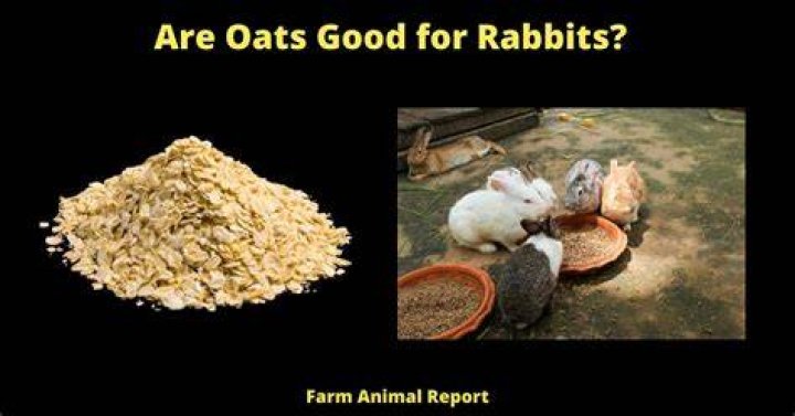 Can you feed oats to rabbits