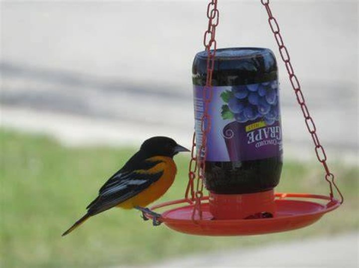 Can you feed Orioles regular grape jelly