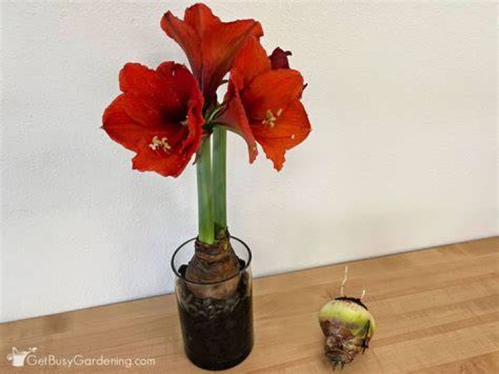 Can you force amaryllis in water