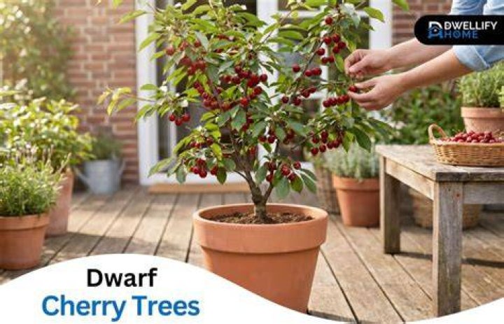 Can you get dwarf cherry trees