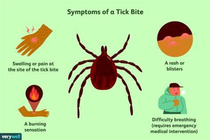 Can you get worms from a tick bite
