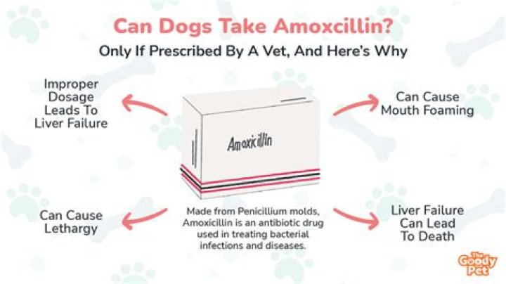 Can you give amoxicillin to horses