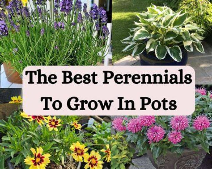 Can you grow Agastache in pots