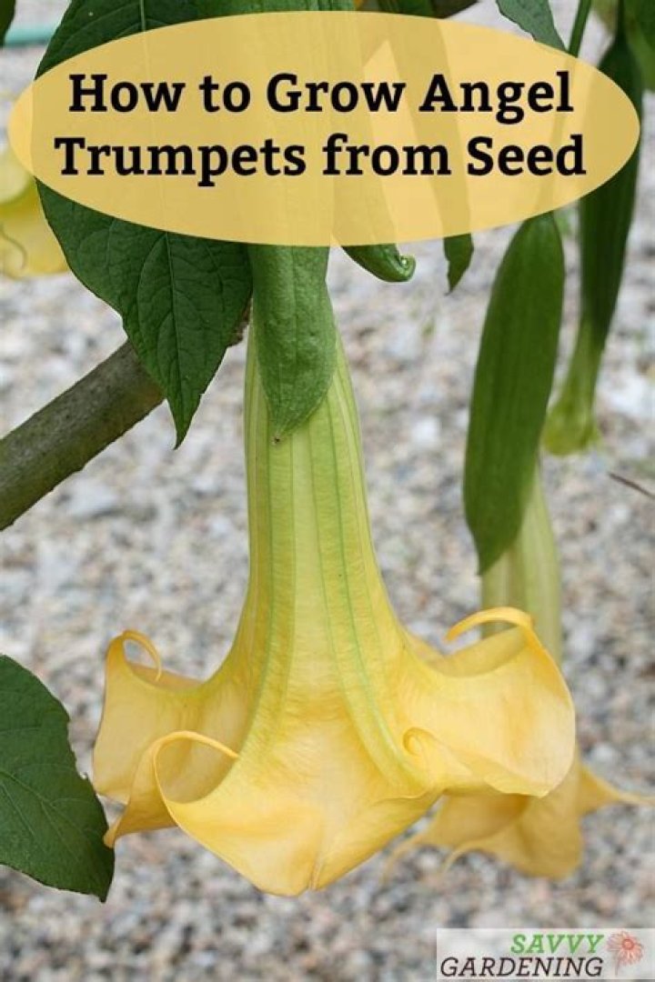 Can you grow angel trumpets from seed