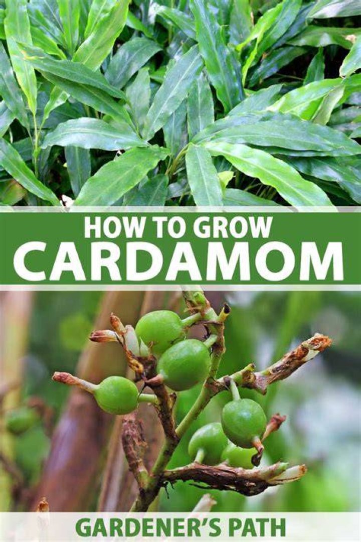 Can you grow cardamom in Florida