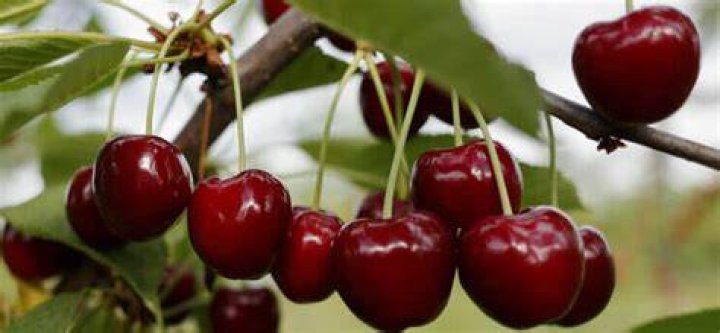 Can you grow cherries in Alberta