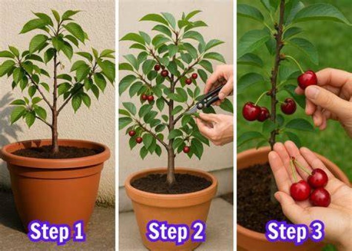 Can you grow cherry laurel in pots