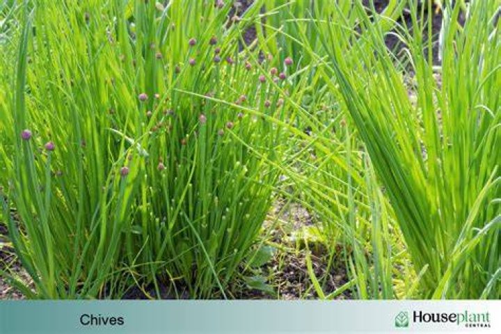 Can you grow chives indoors