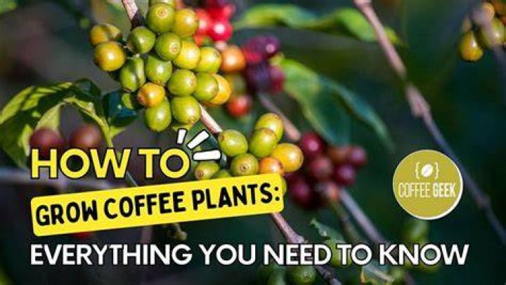 Can you grow coffee in Minnesota