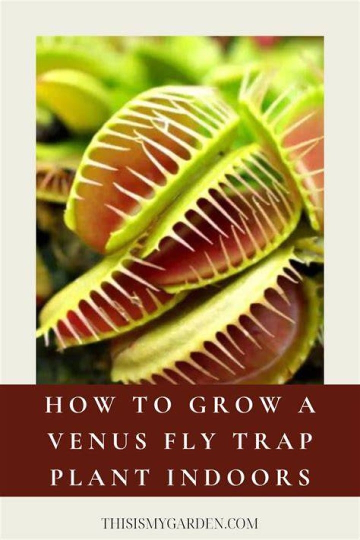 Can you grow Venus fly traps in Florida