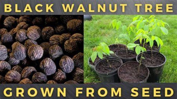 Can you grow walnut trees from seed