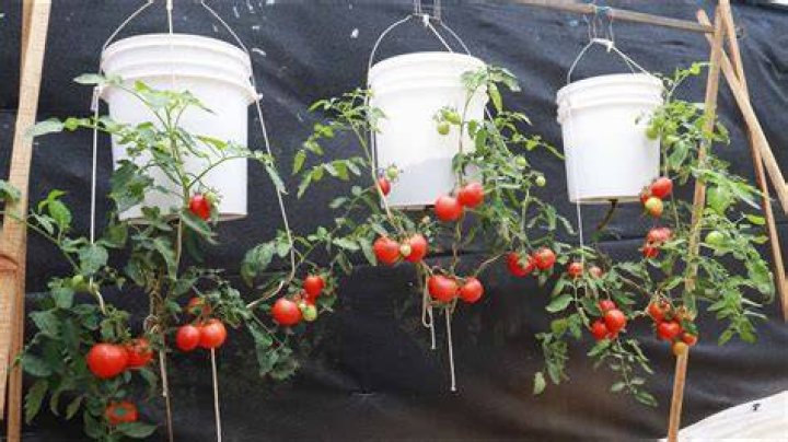 Can you hang tomato plants upside down