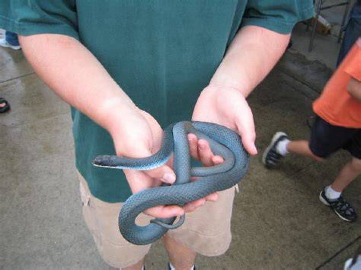 Can you have a blue racer snake as a pet