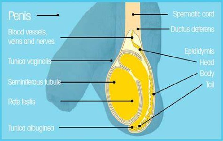 Can you have a vein on your testicle