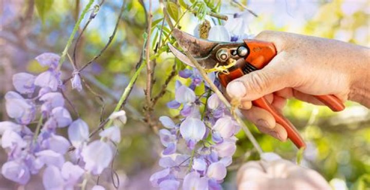 Can you kill wisteria by pruning