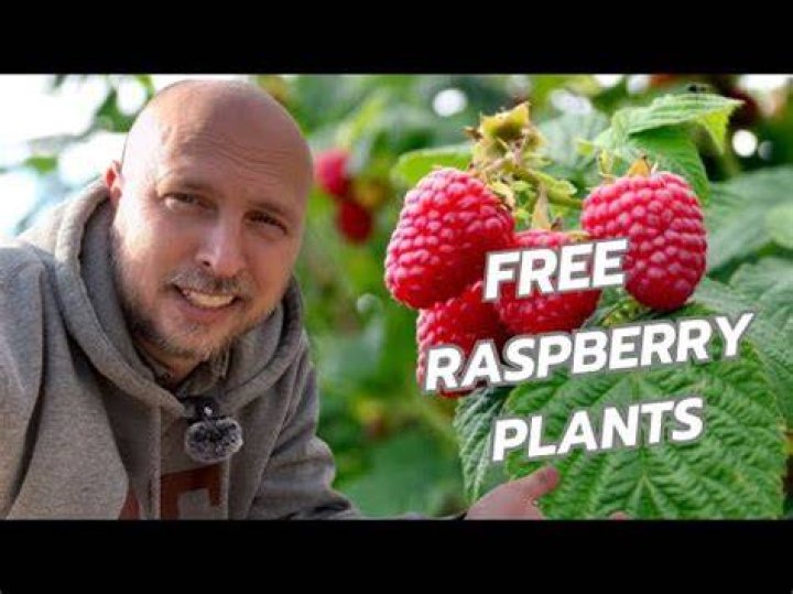 Can you move raspberry plants summer