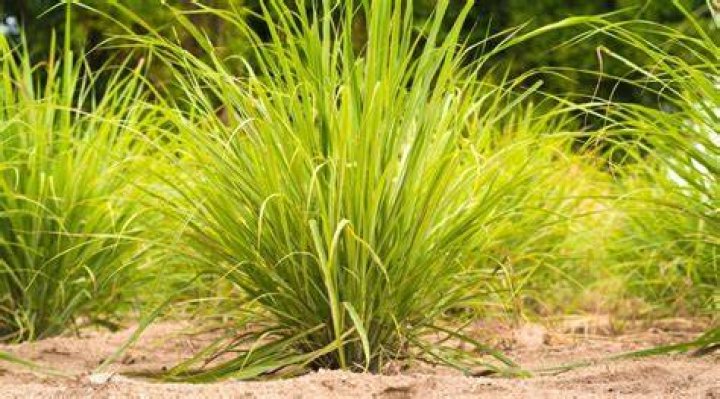 Can you mow lemongrass