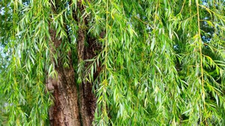 Can you overdose on white willow bark