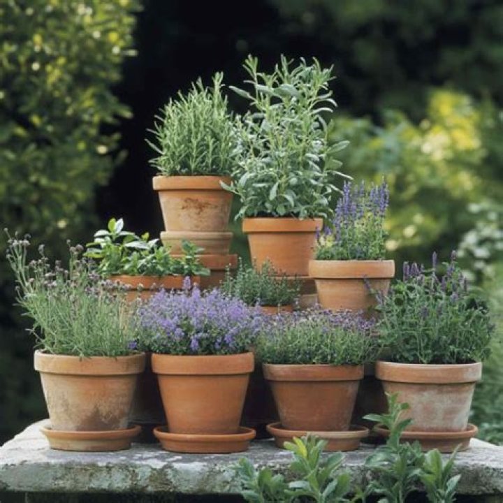 Can you plant directly into terracotta pots