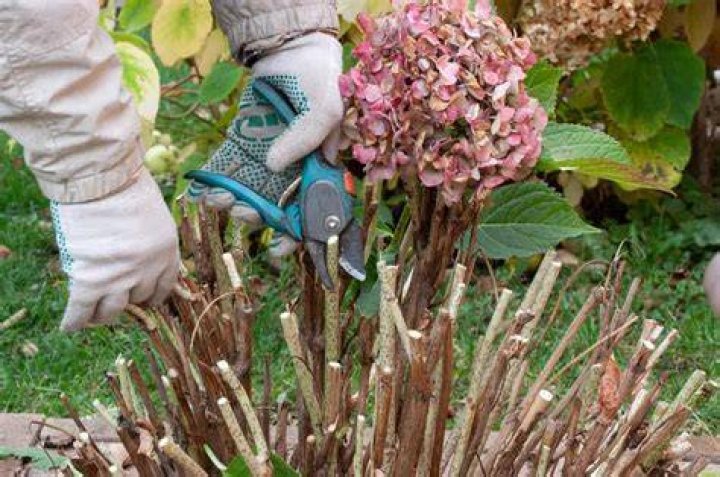 Can you prune Annabelle hydrangeas in the fall