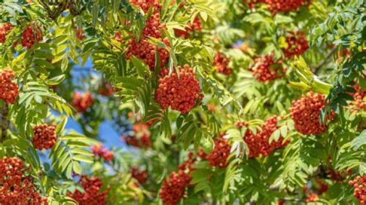 Can you prune Mountain Ash