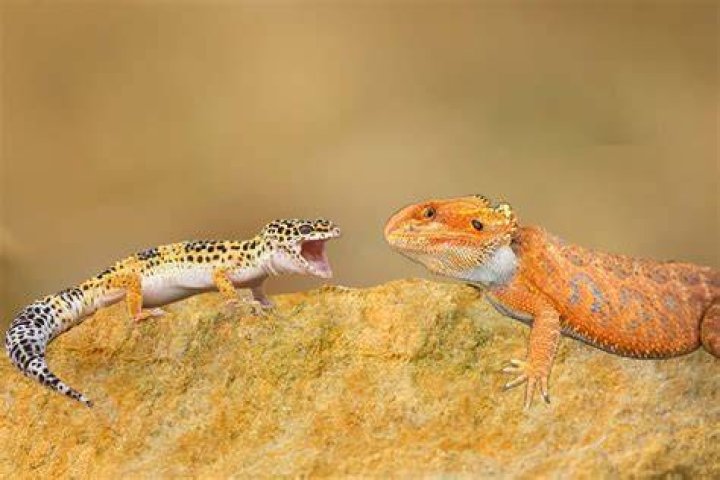 Can you put a gecko and bearded dragon together