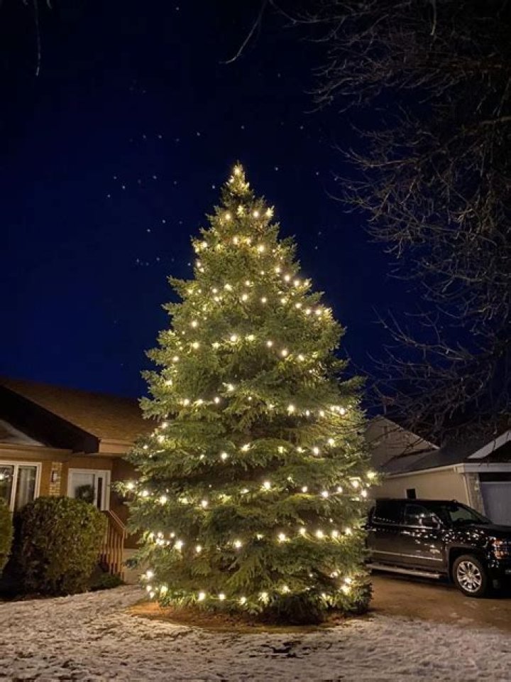 Can you put c9 lights on a Christmas tree