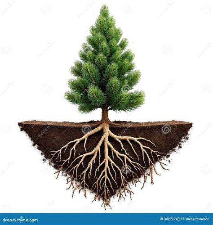 Can you root a pine tree branch