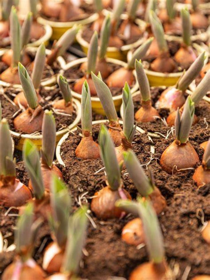 Can you transplant tulips