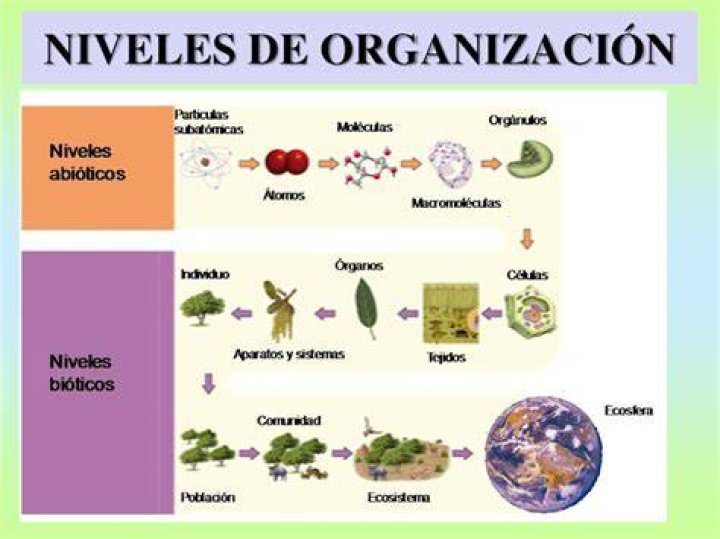 ¿Cuál es el orden correcto de la materia viva