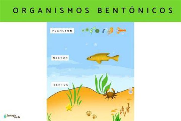 ¿Cuáles son los organismos Nectonicos