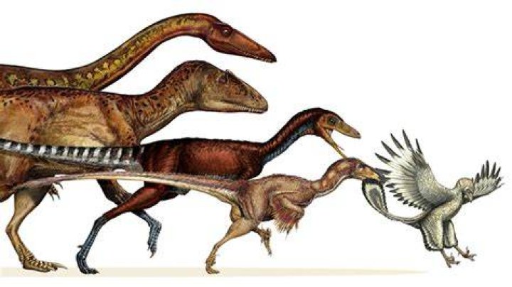 Did dinosaurs become birds