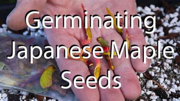 Do Acers produce seeds