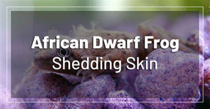 Do African dwarf frogs shed