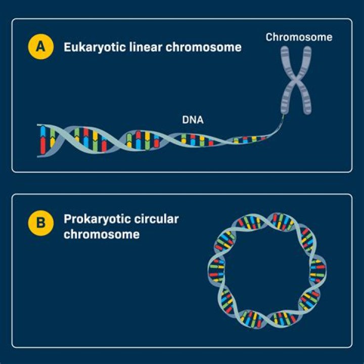 Do all eukaryotes have linear chromosomes
