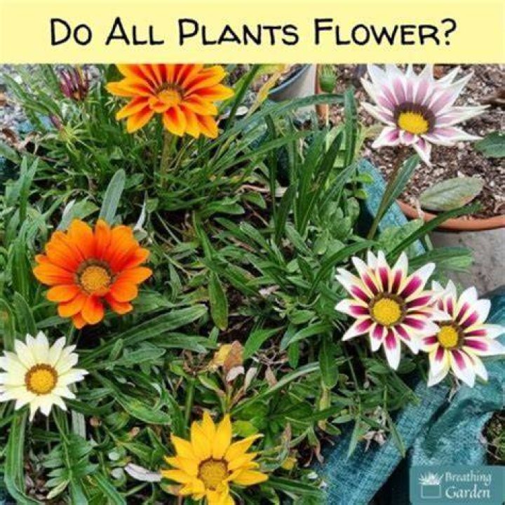 Do all plants have buds