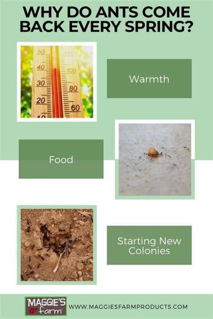 Do ants come out in the spring