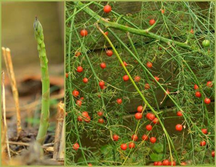 Do asparagus plants have berries