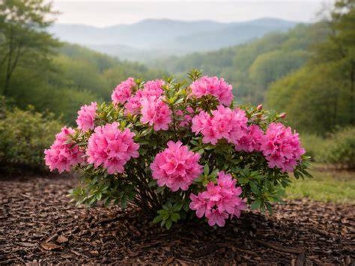 Do azaleas grow in Tennessee