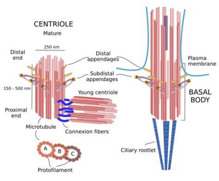 Do basal bodies have membranes