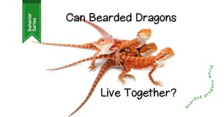 Do bearded dragons get along with other lizards