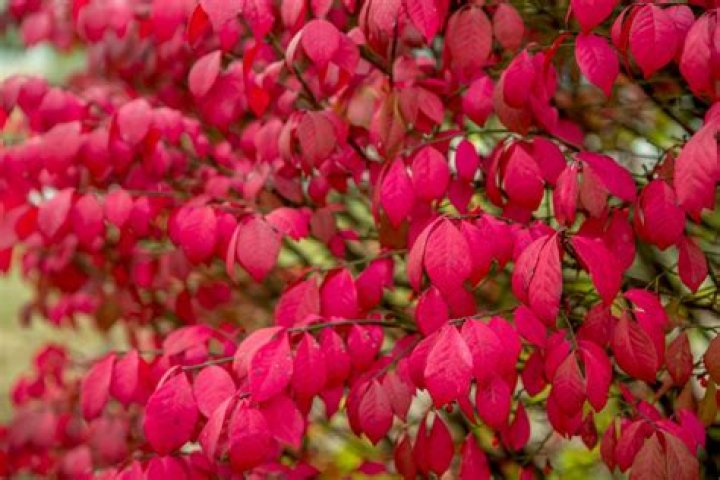 Do birds eat burning bush berries